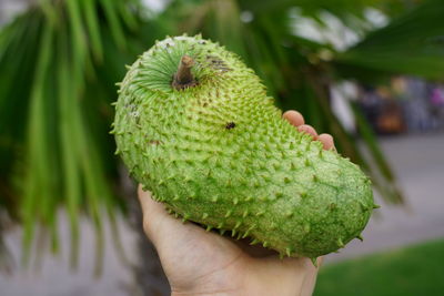 Close-up of hand holding fruit