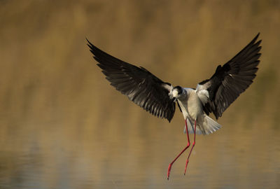 Bird flying over lake