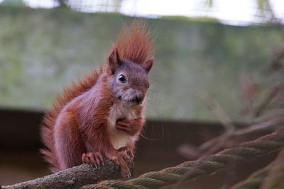 Close-up of squirrel