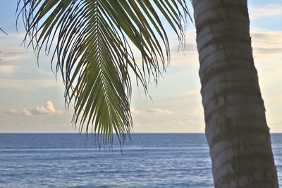 Scenic view of palm tree by sea against sky