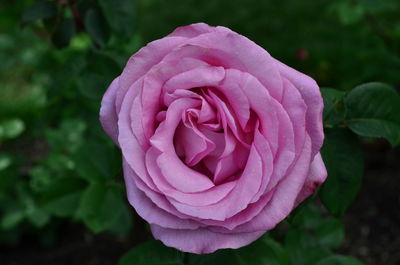 Close-up of pink rose