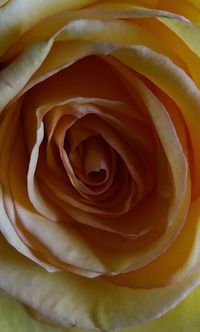 Macro shot of yellow rose