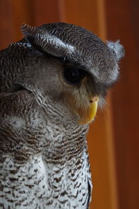 Close-up portrait of owl