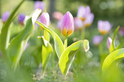 Close-up of purple flowering plant