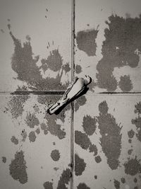 Close-up of bird on wall