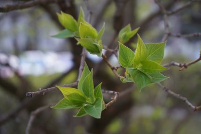 Close-up of green leaves