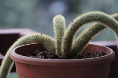 Close-up of succulent plant in pot