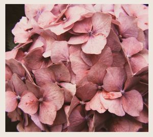 Close-up of pink flowers blooming outdoors
