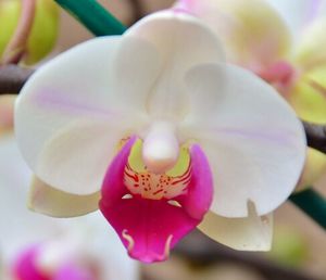 Close-up of pink flower blooming