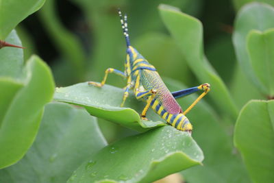 Close-up of insect on leaf