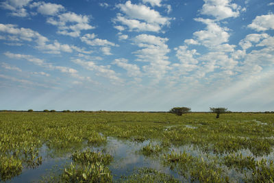 Divine light in the brazilian pantanal fields, in mato grosso do sul state