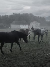 Horse grazing on field