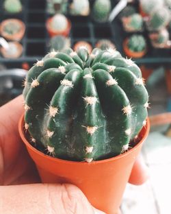 Close-up of hand holding cactus in pot