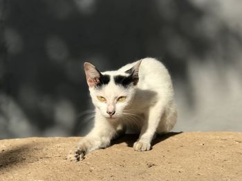 Portrait of cat looking at camera