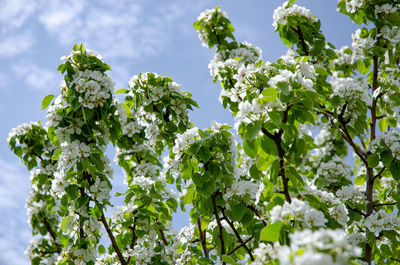 Low angle view of flowering plant against sky