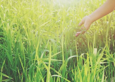 Plants growing on grassy field