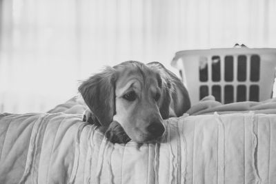 Dog sleeping on couch