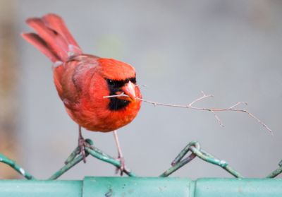 Northern cardinal carrying twig in mouth while perching on fence