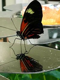 Close-up of butterfly on leaf
