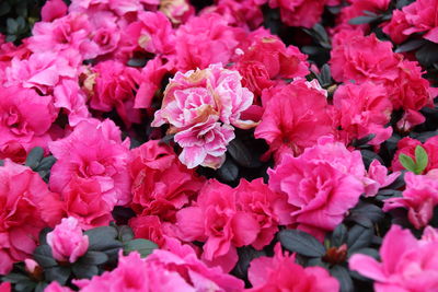 Full frame shot of pink flowers