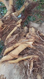 Close-up of tree roots