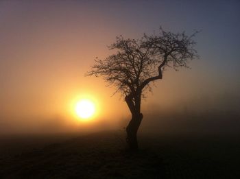 Silhouette of bare trees at sunset