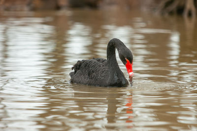 Black swan swimming in lake