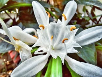 Close-up of white flowering plant