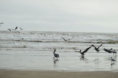 Seagulls flying over beach against sky