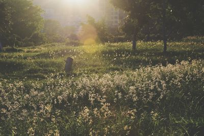 Scenic view of field against bright sun