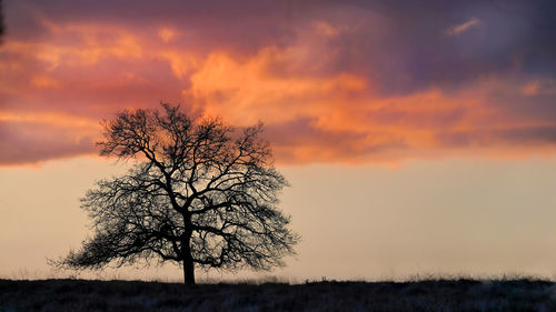 Silhouette tree against sky during sunrise