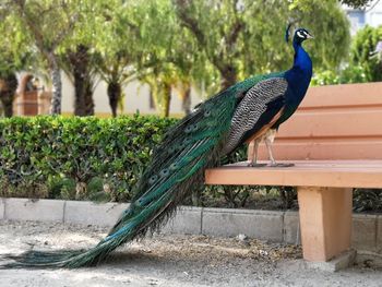 Peacock on a wall