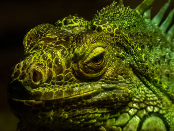 Close-up of lizard on black background