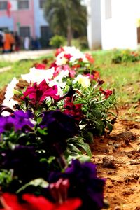 Close-up of flowers blooming outdoors