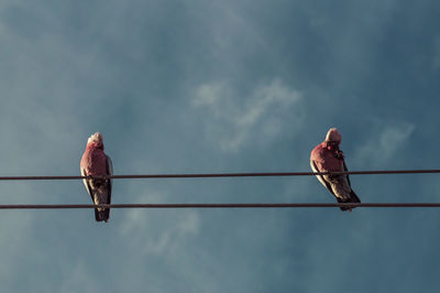 Low angle view of galahs perching on cable against sky