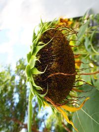 Close-up of caterpillar on plant against sky