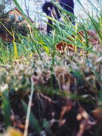 Close-up of plants growing on field