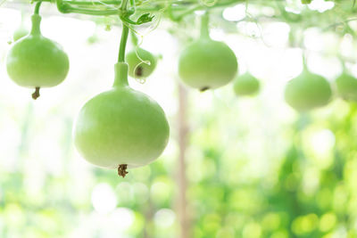 Close-up of fruits hanging on tree