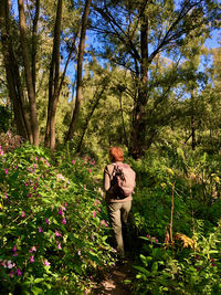 Rear view of woman standing amidst trees in forest