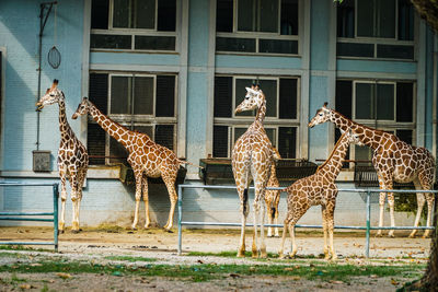 View of giraffe against building