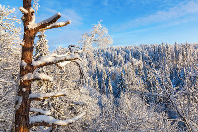 View of trees on snow covered field