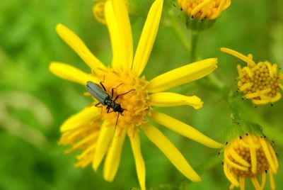 Close-up of insect on yellow flower