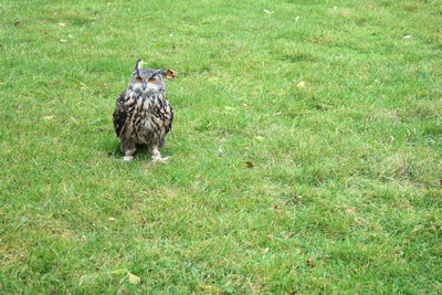 Bird on grassy field