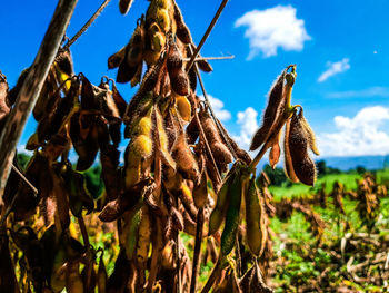 Close-up of wilted plant on field against sky