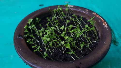 High angle view of potted plant