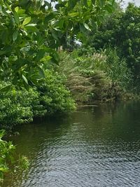 Scenic view of lake in forest