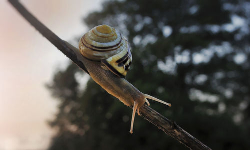 Close-up of snail on tree