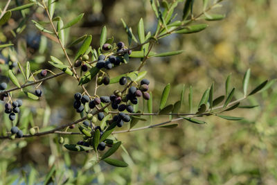 Close-up of fruits growing on tree