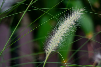 Close-up of dandelion on plant