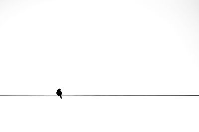 Low angle view of bird perching on cable against clear sky